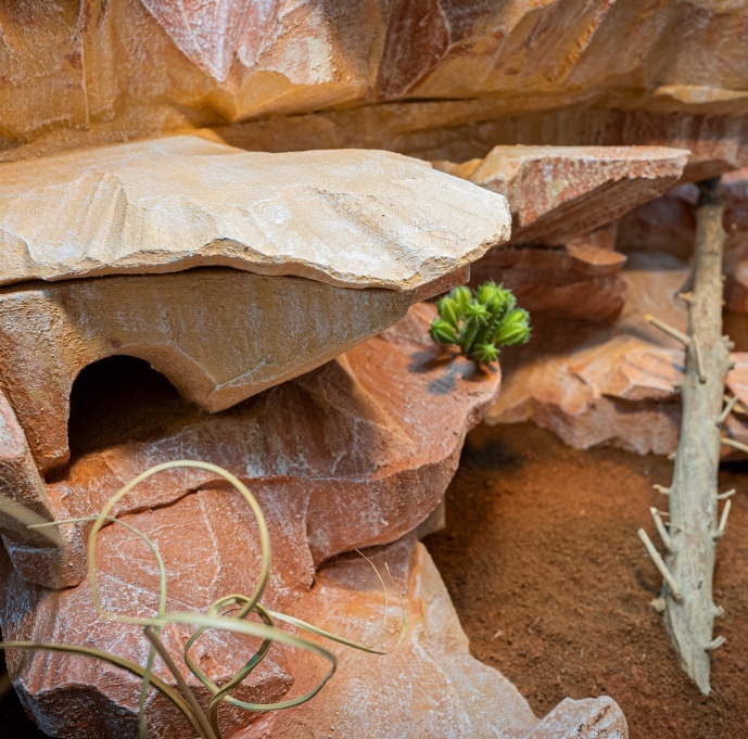 Terrarium Felsen Wüste